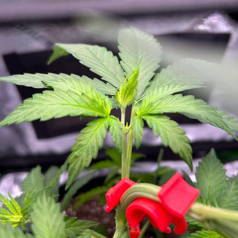 God Bud growlog photo: More training 