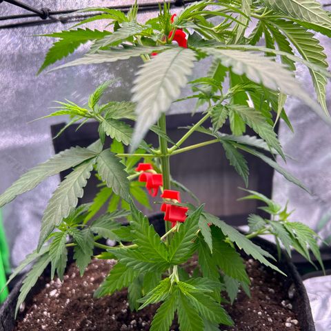 God Bud growlog photo: More training 