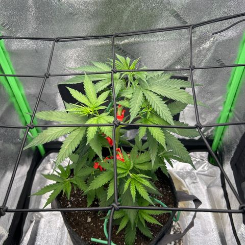 God Bud growlog photo: 11”