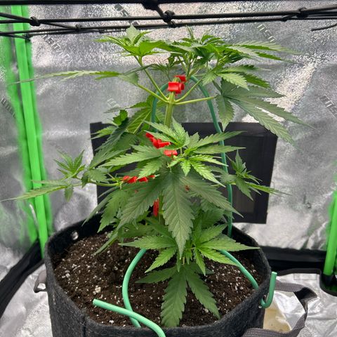 God Bud growlog timeline photo