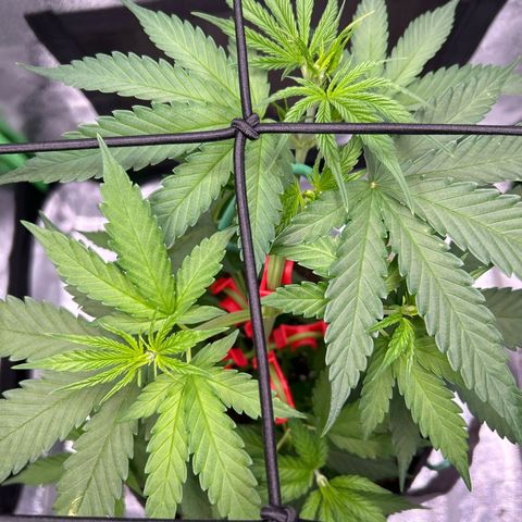 God Bud growlog timeline photo