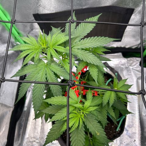 God Bud growlog timeline photo