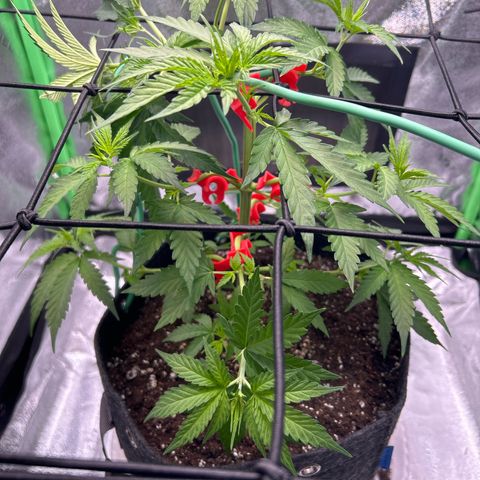 God Bud growlog photo: Defoliated to give more light to newer growth 