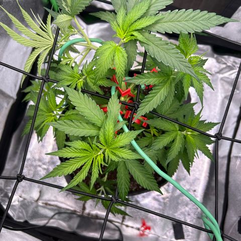 God Bud growlog photo: More LST on main stem top