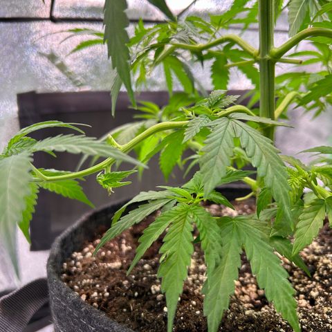 God Bud growlog timeline photo