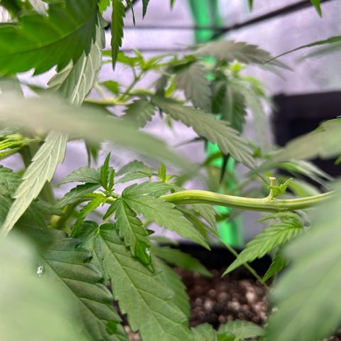 God Bud growlog timeline photo