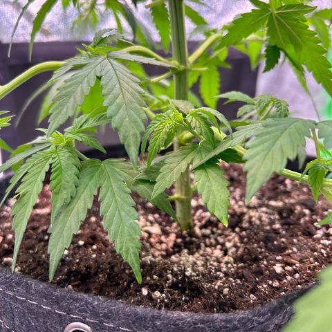 God Bud growlog timeline photo