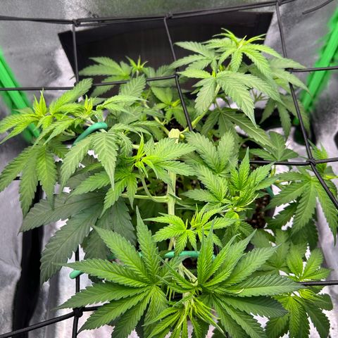 God Bud growlog timeline photo
