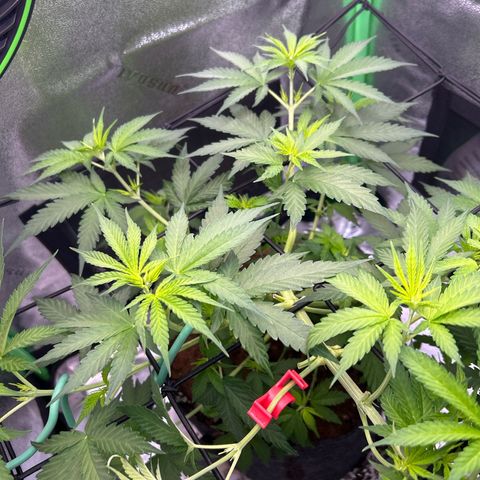 God Bud growlog timeline photo