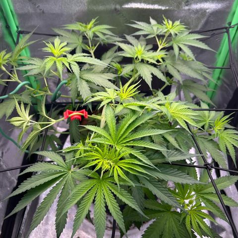 God Bud growlog timeline photo