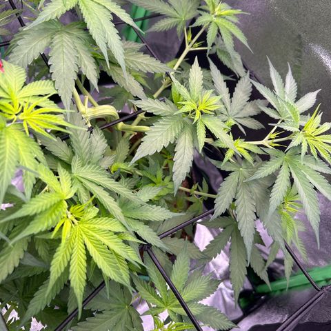 God Bud growlog timeline photo