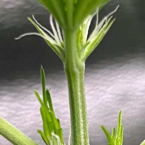 God Bud growlog timeline photo