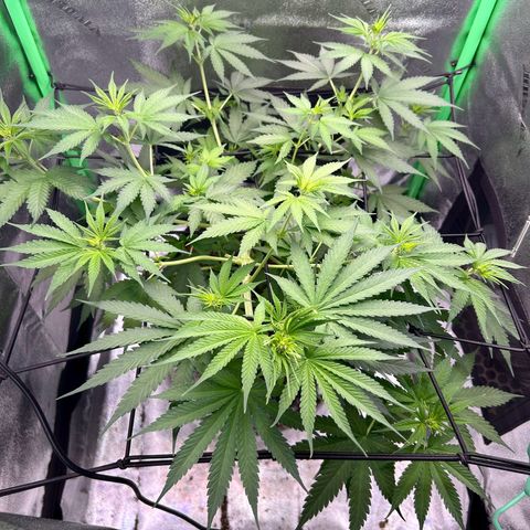 God Bud growlog timeline photo