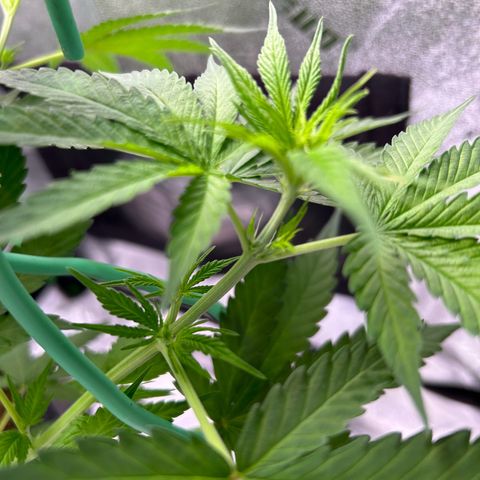 God Bud growlog timeline photo