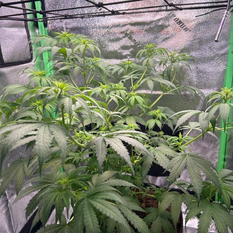 God Bud growlog timeline photo