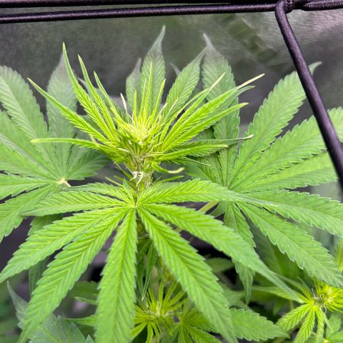 God Bud growlog timeline photo