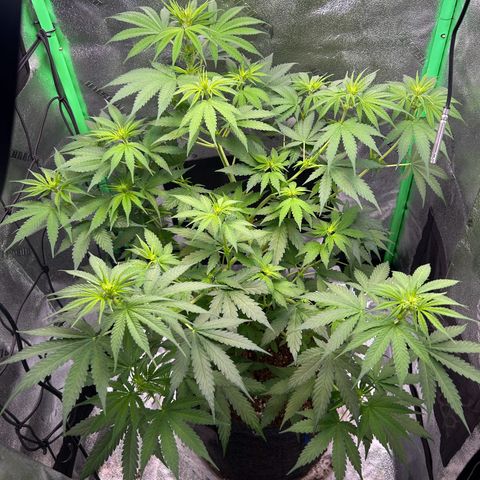 God Bud growlog timeline photo