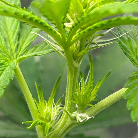 God Bud growlog timeline photo