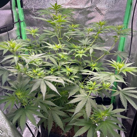 God Bud growlog photo: Grown so tall in the last 3 days 