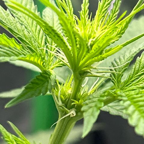 God Bud growlog timeline photo