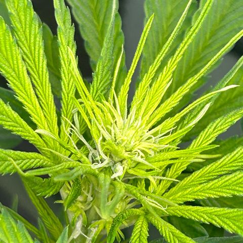God Bud growlog timeline photo