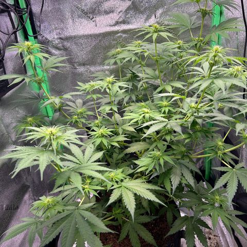 God Bud growlog timeline photo