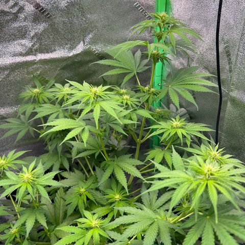 God Bud growlog timeline photo