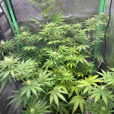 God Bud growlog timeline photo