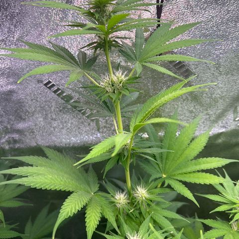 God Bud growlog timeline photo