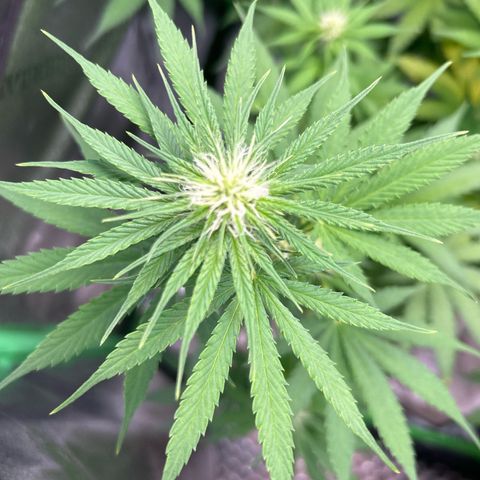 God Bud growlog timeline photo