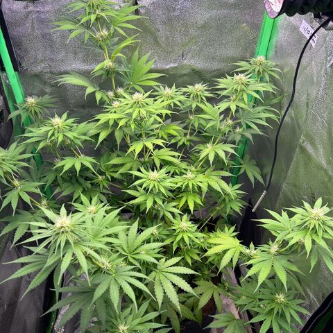 God Bud growlog timeline photo