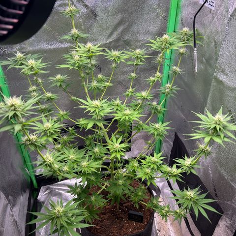God Bud growlog timeline photo