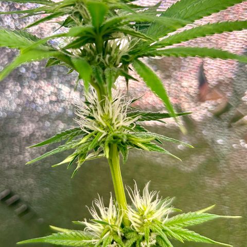 God Bud growlog timeline photo