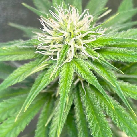God Bud growlog timeline photo