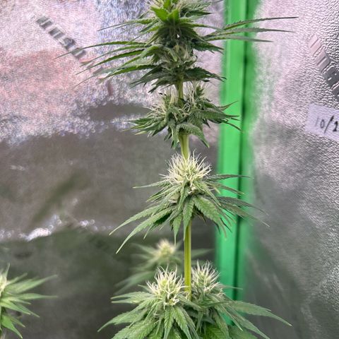 God Bud growlog timeline photo