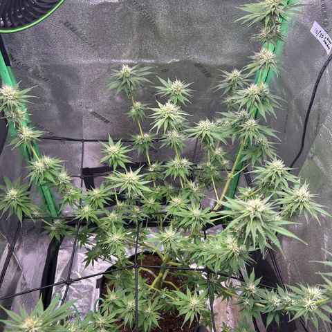 God Bud growlog timeline photo