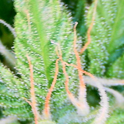 God Bud growlog timeline photo