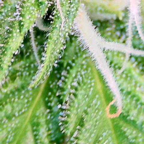 God Bud growlog timeline photo