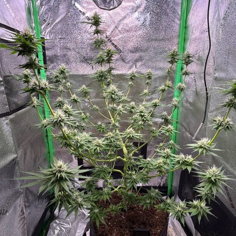 God Bud growlog timeline photo