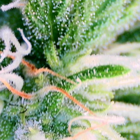 God Bud growlog timeline photo