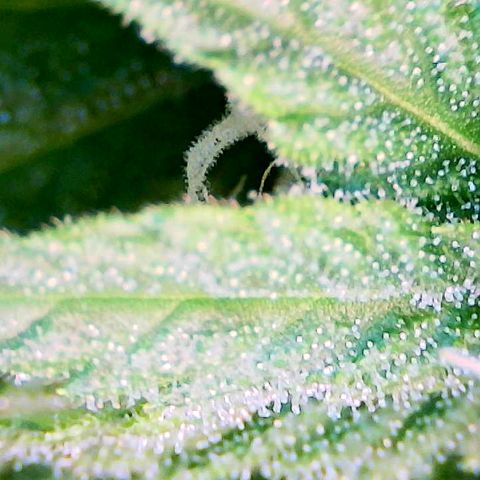 God Bud growlog timeline photo