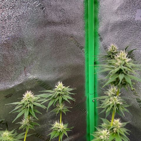 God Bud growlog timeline photo