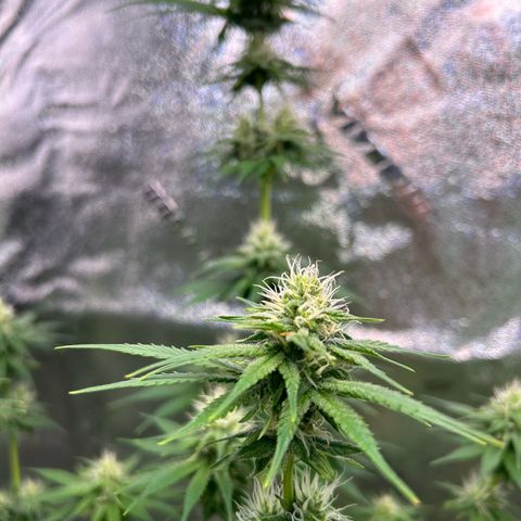 God Bud growlog timeline photo