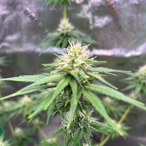 God Bud growlog timeline photo