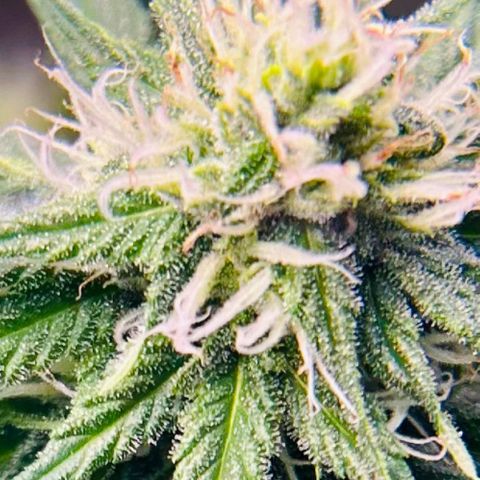 God Bud growlog timeline photo