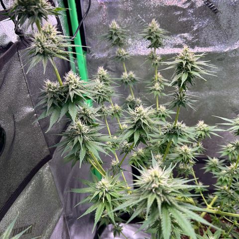 God Bud growlog timeline photo
