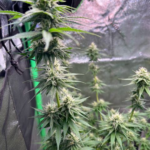 God Bud growlog timeline photo