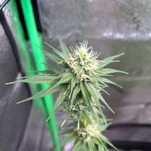 God Bud growlog timeline photo