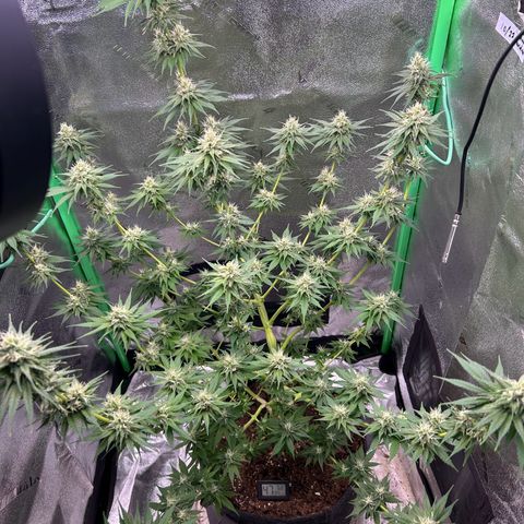 God Bud growlog timeline photo