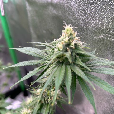 God Bud growlog timeline photo